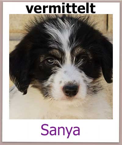 Sanya Tierschutz Zypern Hund vermittelt