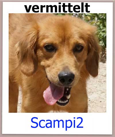 Scampy2 Tierschutz Zypern Hund vermittelt