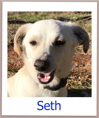 Seth Tierschutz Zypern Hund prof 2