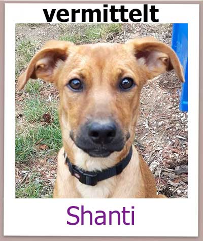 Shanti Tierschutz Zypern Hund vermittelt 1
