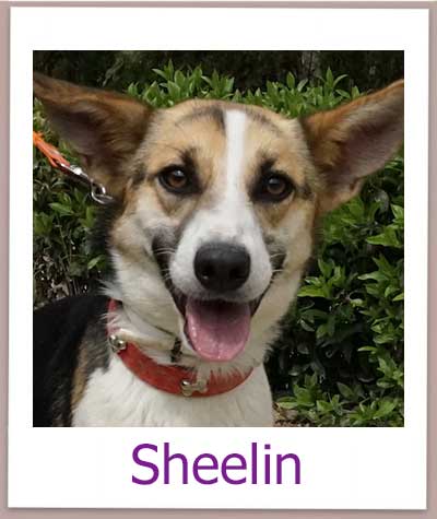 Sheelin Tierschutz Zypern Hund prof