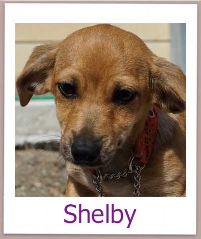 Shelby Tierschutz Zypern Hund prof