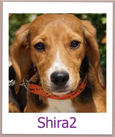 Shira2 Tierschutz Zypern Hund prof