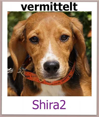 Shira2 Tierschutz Zypern Hund vermittelt