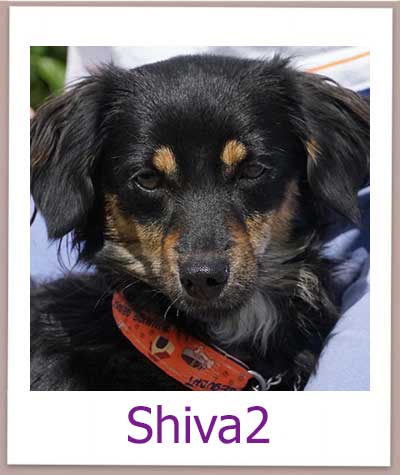 Shiva2 Tierschutz Zypern Hund prof