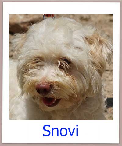 Snovi Tierschutz Zypern Hund prof