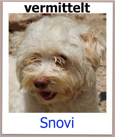 Snovi Tierschutz Zypern Hund vermittelt