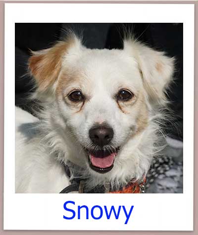Snowy Tierschutz Zypern Hund prof