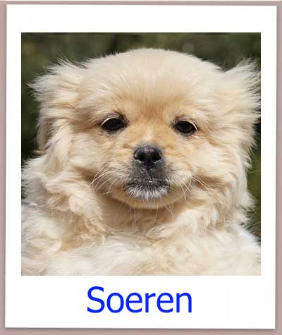 Soeren Tierschutz Zypern Hund prof