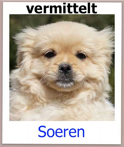 Welpe aus dem Tierheim Zypern hat ein Zuhause gefunden.