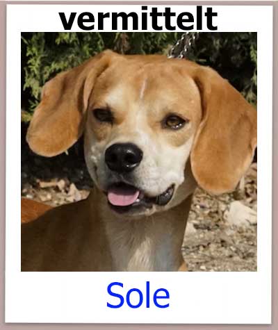 Sole Tierschutz Zypern Hund vermittelt