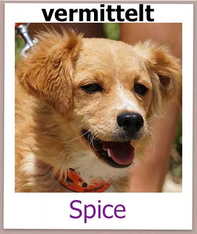 Spice Tierschutz Zypern Hund vermittelt