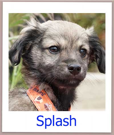 Splash Tierschutz Zypern Hund prof