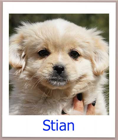 Stian Tierschutz Zypern Hund prof