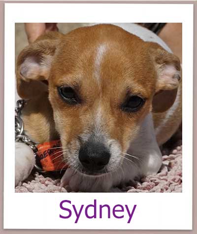Sydney Tierschutz Zypern Hund prof