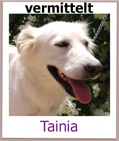 Tainia Tierschutz Zypern Hund vermittelt