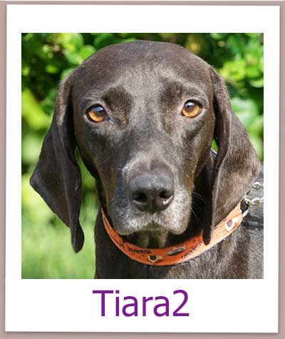 Tiara2 Tierschutz Zypern Hund prof