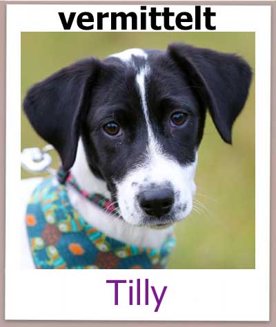 Tilly Tierschutz Zypern Hund vermittelt 2