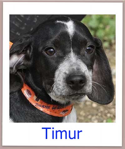 Timur Tierschutz Zypern Hund prof 1