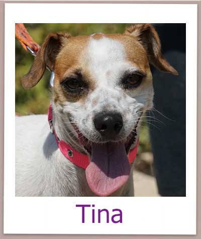 Tina Tierschutz Zypern Hund prof