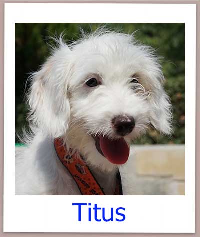 Terrierwelpe hat seine Familie gefunden.