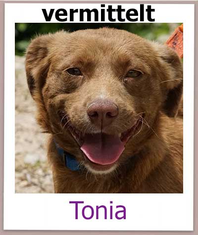 Tonia Tierschutz Zypern Hund vermittelt