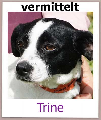 Trine Tierschutz Zypern Hund vermittelt
