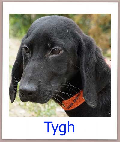 Tygh Tierschutz Zypern Hund prof