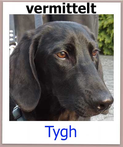 Mischling aus dem Tierheim Zypern hat ein Zuhause gefunden.