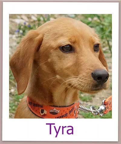 Tyra Tierschutz Zypern Hund prof
