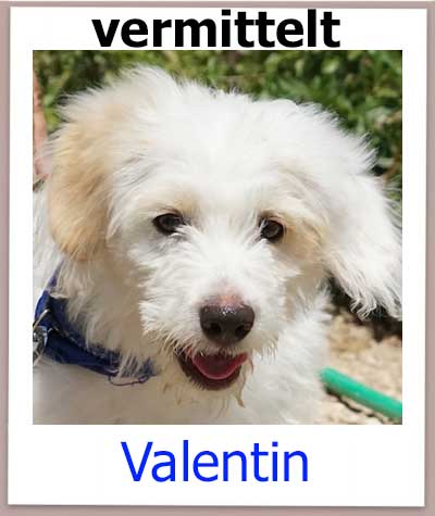 Valentin Tierschutz Zypern Hund vermittelt