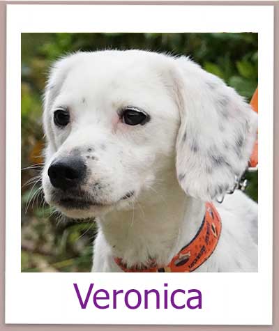Veronica Tierschutz Zypern Hund prof