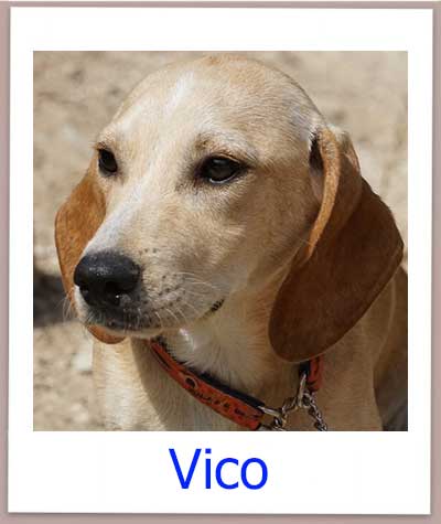 Vico Tierschutz Zypern Hund prof 1