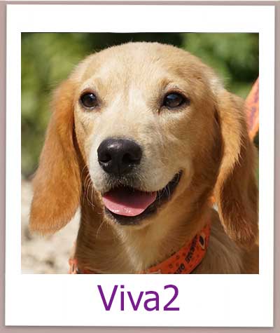 Viva2 Tierschutz Zypern Hund prof 1