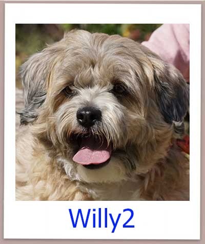 Willy2 Tierschutz Zypern Hund prof
