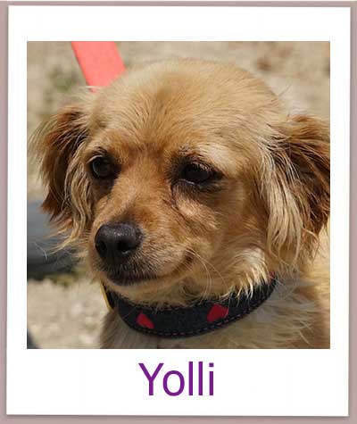 Yolli Tierschutz Zypern Hund prof