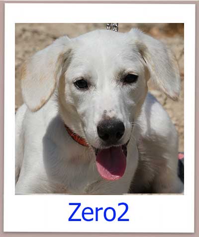 Zero2 Tierschutz Zypern Hund prof