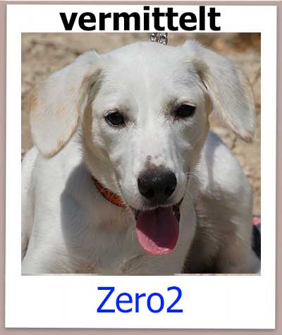 Zero2 Tierschutz Zypern Hund vermittelt