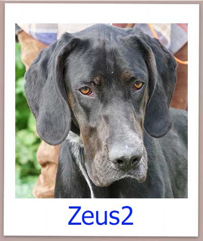 Zeus2 Tierschutz Zypern Hund prof