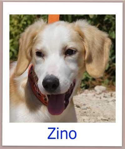 Zino Tierschutz Zypern Hund prof