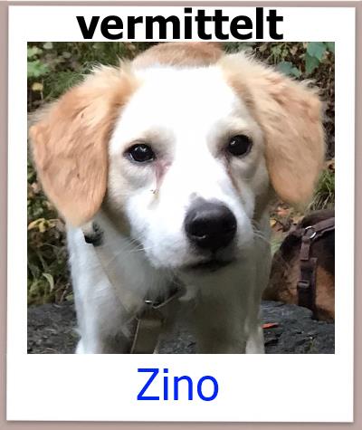 Zino Tierschutz Zypern Hund vermittelt.