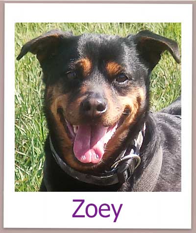 Zoey Tierschutz Zypern Hund prof 2