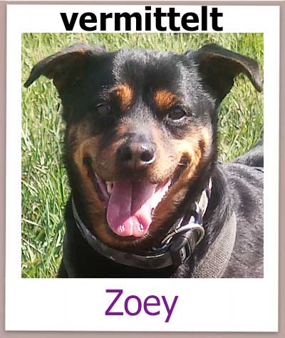 Zoey Tierschutz Zypern Hund vermittelt 2