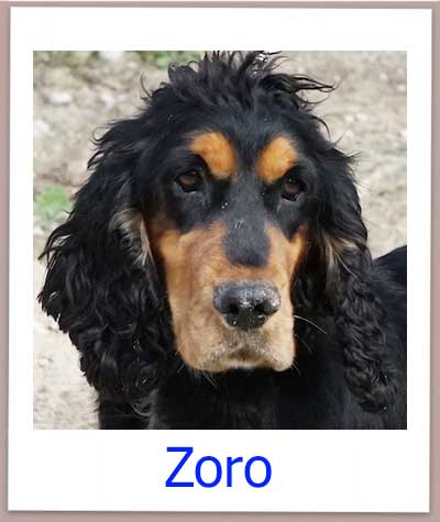 Zoro Tierschutz Zypern Hund prof