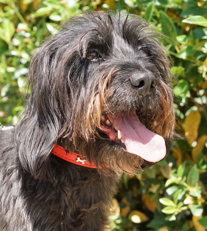 Terrier Hündin TierheimZypern 06
