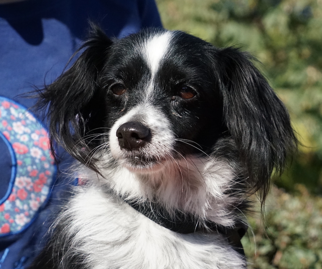 TerrierX Hündin TierschutzZypern 2