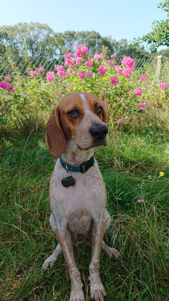 Pointer Mischling in einer Pflegestelle in Deutschland.