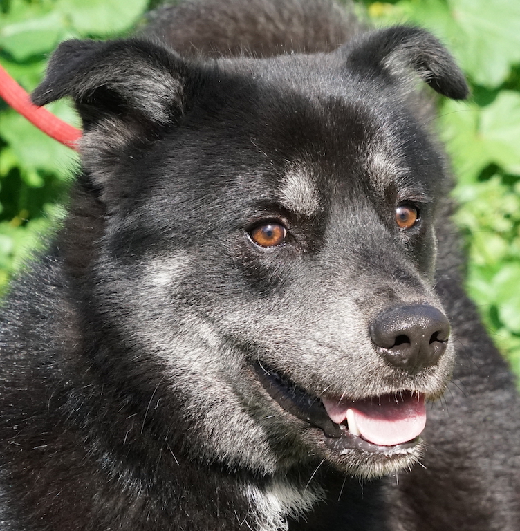 HuskyX Tierheim Zypern Rüde 8