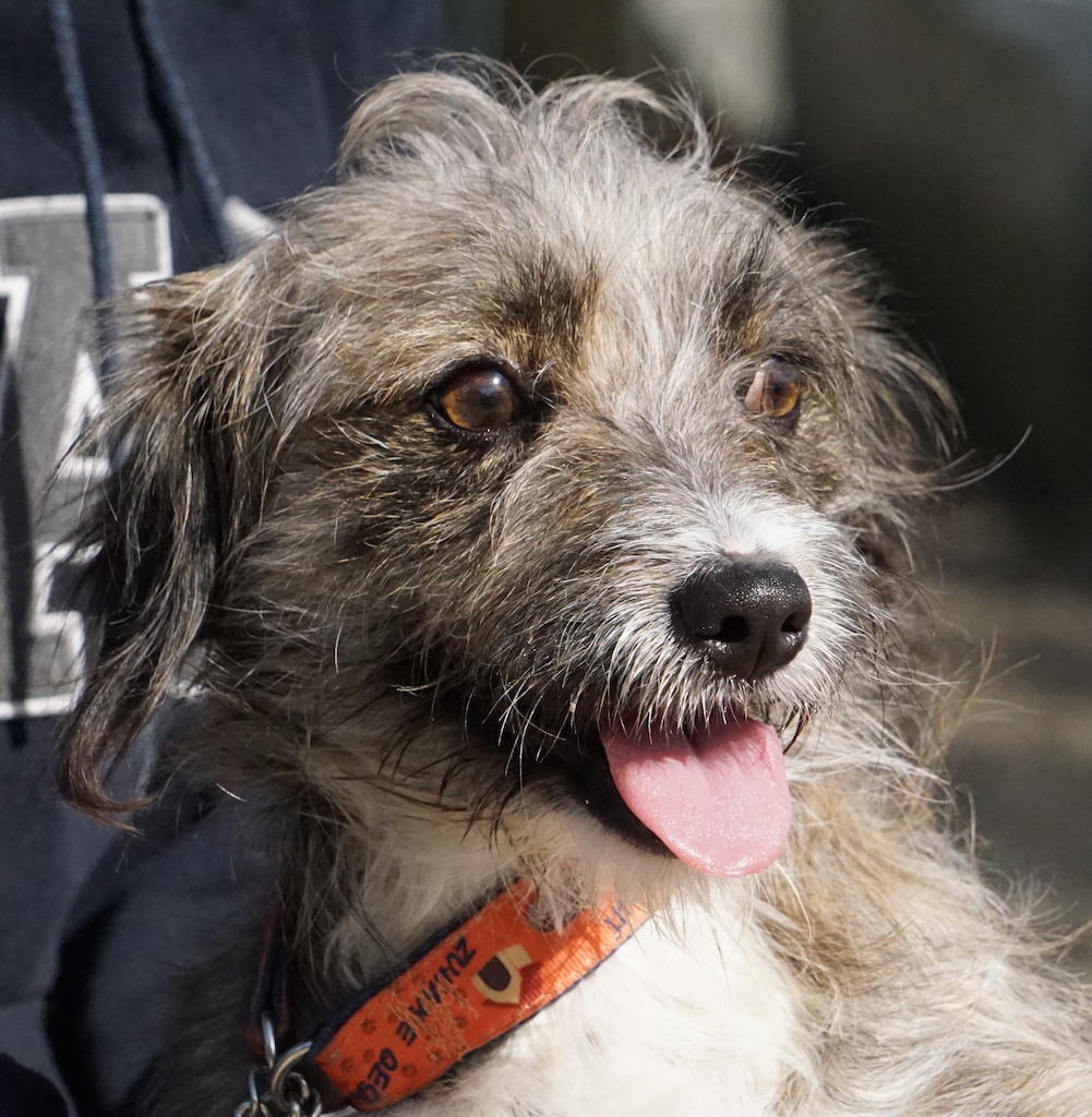TerrierX Hündin Tierschutz 06