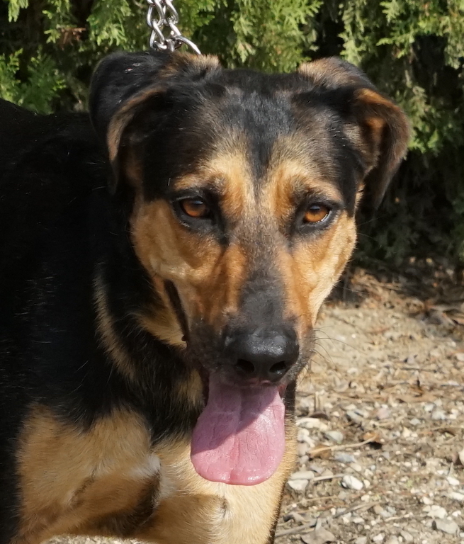 Schäferhund Mischling aus Zypern fliegt nach Deutschland.